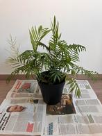 Goudpalm, Huis en Inrichting, Kamerplanten, Ophalen, Palm, Halfschaduw, In pot