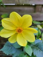 Dahlia knollen geel, Tuin en Terras, Ophalen of Verzenden, Voorjaar, Halfschaduw, Knol