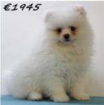 Prachtige Dwergkees puppy's - te koop, 15 weken tot 1 jaar, Buitenland, CDV (hondenziekte), Meerdere