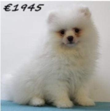 Prachtige Dwergkees puppy's - te koop beschikbaar voor biedingen