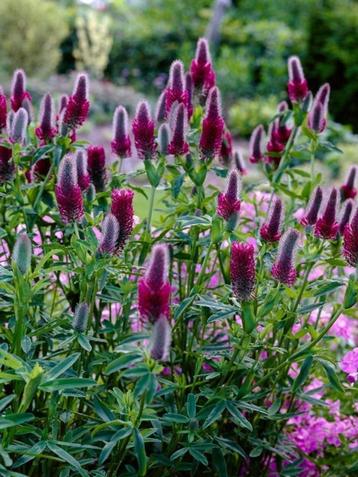 Trifolium rubens