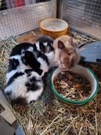 Jeunes lapins tête de lion, Enlèvement