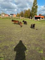 Lot miniatuur paardjes, Dieren en Toebehoren