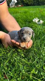Jack russel, blue and tan, Silvergrey Merle, gezonde pups, Dieren en Toebehoren, Honden | Jack Russells en Terriërs, België, Fokker | Hobbymatig