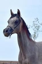 Prachtige Arabische Volbloed jaarling hengst ( Arabier), Dieren en Toebehoren, Paarden, Hengst, Niet van toepassing, Gechipt, 0 tot 2 jaar