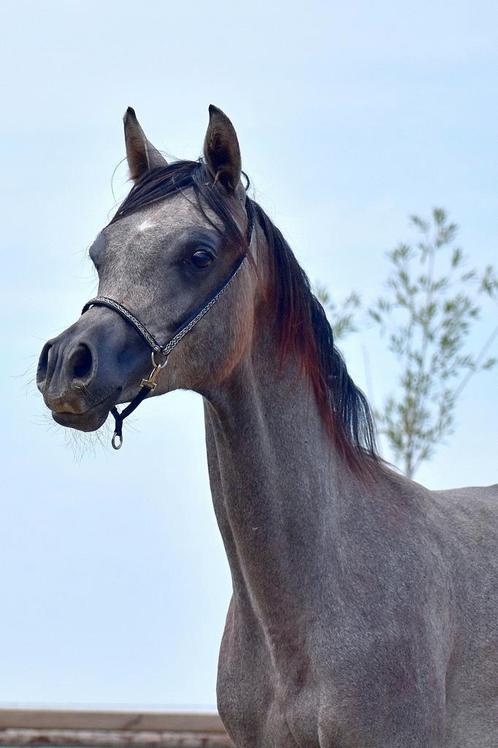 Prachtige Arabische Volbloed jaarling hengst ( Arabier), Dieren en Toebehoren, Paarden, Hengst, Niet van toepassing, 0 tot 2 jaar