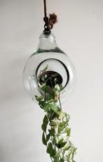 Hang terrarium, Antiek en Kunst, Ophalen of Verzenden