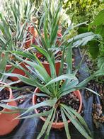 Yucca recurvifolia winterharde yucca, In pot, Minder dan 100 cm, Halfschaduw, Zomer