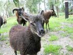 soay schaapje, Mannelijk, Schaap