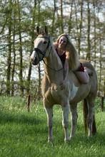 Bomproof paint merrie, Dieren en Toebehoren, Paarden, Zadelmak, 160 tot 165 cm, 11 jaar of ouder, Recreatiepaard