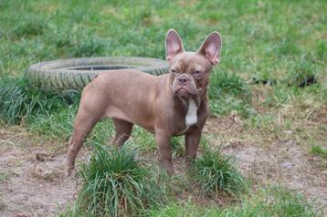 mooie Franse Bulldog Teef  ter herplaatsing - goed lezen! - beschikbaar voor biedingen