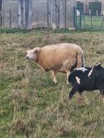 Brebis texel française, Enlèvement