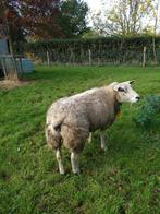 Vette stevige Franse Texel ooi, Dieren en Toebehoren, Schapen, Geiten en Varkens, Vrouwelijk, Schaap