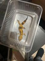 luipaardgekko, Dieren en Toebehoren, 0 tot 2 jaar