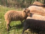 Ouessant schaap - ram - bruin - 5 maand, Mannelijk, Schaap, 0 tot 2 jaar