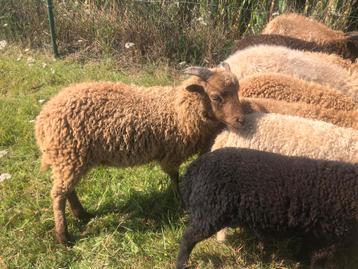 Ouessant schaap - ram - bruin - 5 maand, Mâle, Mouton, 0 à 2 ans