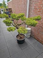 Mooie Juniperus/Jeneverbes Tuinbonsai, Jardin & Terrasse, Plantes | Arbres, Enlèvement ou Envoi