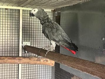 Grijze roodstaart papegaai, Dieren en Toebehoren, Vogels | Parkieten en Papegaaien, Mannelijk, Papegaai, Geringd