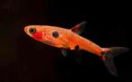 Dwerg Aardbei Rasbora (maculata) veilig bij garnalen, Dieren en Toebehoren, Vissen | Aquariumvissen, Vis, Zoetwatervis, Schoolvis