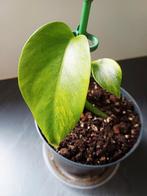 Monstera Aurea, Ophalen of Verzenden
