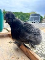 Zijdehoen usa hennen, Dieren en Toebehoren, Pluimvee, Vrouwelijk, Kip