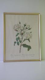 vintage litho P. J. Redouté, Antiek en Kunst, Ophalen of Verzenden