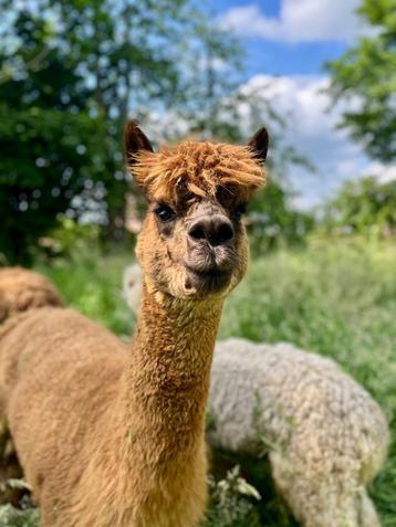 Yasmin: lieve en rustige alpaca merrie beschikbaar voor biedingen