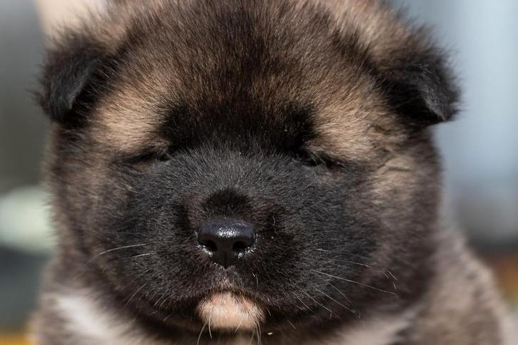 Chiots Akita américains — nés le 5 janvier 2026, Animaux & Accessoires, Chiens | Huskys, Loulous & Types primitifs, Plusieurs animaux