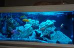 Juwel Rio 180 avec cichlidés, voir description, Enlèvement, Comme neuf