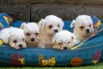 maltezer pups, beide ouders zijn hier aanwezig, Dieren en Toebehoren, België, Maltezer, CDV (hondenziekte), 8 tot 15 weken