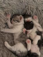 Schattige kitten, Dieren en Toebehoren, Poes, Gechipt, 0 tot 2 jaar