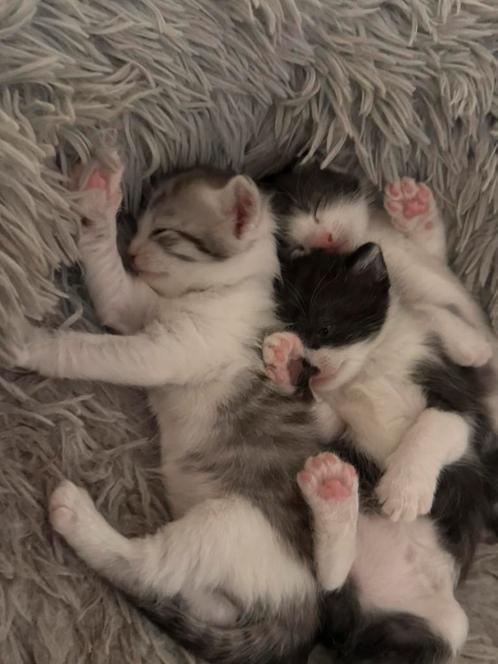 Schattige kitten, Dieren en Toebehoren, Katten en Kittens | Raskatten | Langhaar, Poes, 0 tot 2 jaar, Gechipt, Ontwormd