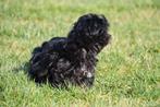 Chiot Shih Tzu à vendre (garçon), Animaux & Accessoires, Chien (mâle), Autres races, Belgique, Un chien
