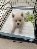 Witte Pomsky pup (Husky / Keeshond), België, Particulier, Keeshond, Reu