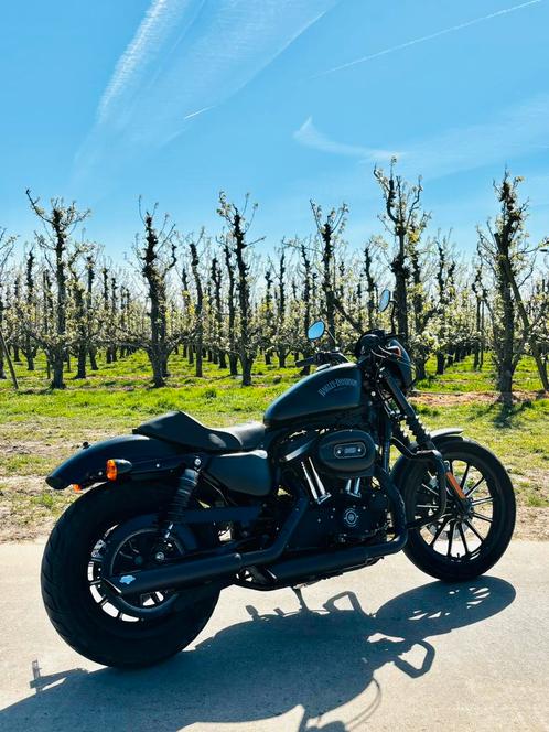 Harley Davidson Sportster Iron 883, Motoren, Motoren | Harley-Davidson, Particulier, Chopper, meer dan 35 kW, 2 cilinders, Ophalen