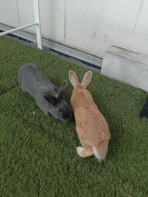 2 mannetjes konijnen, Dieren en Toebehoren, Knaagdieren en Konijnen | Hokken en Kooien, Kooi, Ophalen