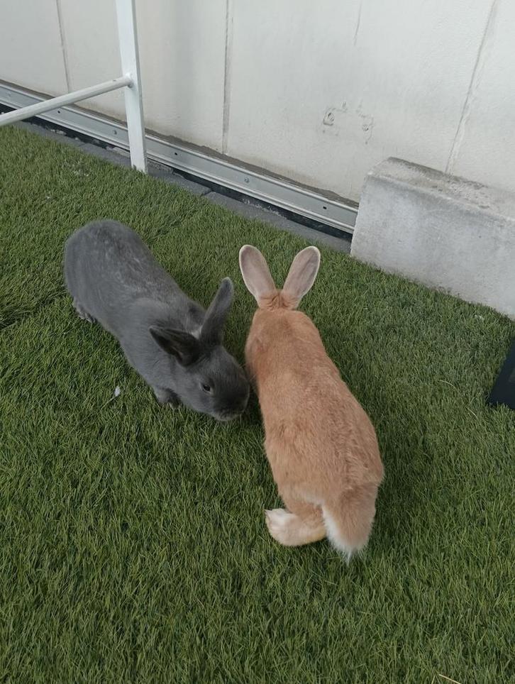 2 mannetjes konijnen, Dieren en Toebehoren, Knaagdieren en Konijnen | Hokken en Kooien, Kooi, Ophalen