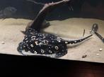 Potamotrygon Black Diamond vrouw 50cm+, Dieren en Toebehoren, Vissen | Aquariumvissen, Vis, Zoetwatervis