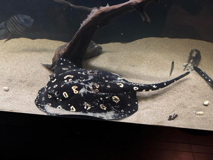 Potamotrygon Black Diamond vrouw 50cm+, Dieren en Toebehoren, Vissen | Aquariumvissen, Zoetwatervis, Vis