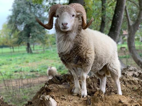 Dekram Ouessant, Animaux & Accessoires, Moutons, Chèvres & Cochons, Mouton, Mâle, 3 à 5 ans