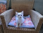 Ragdoll kittens met stamboom, Dieren en Toebehoren, Katten en Kittens | Raskatten | Korthaar, Meerdere dieren, Gechipt, 0 tot 2 jaar