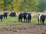 Belted Galloway runderen, Dieren en Toebehoren, Runderen