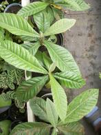 Eriobotrya japonica of Japanse wolmispel, Plein soleil, Enlèvement, Plantes fruitières, Plante fixe