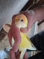 Roseicolli met dna attest., Tam