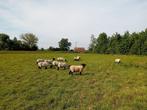 SUFFOLK OOIEN, Mouton, Femelle, 3 à 5 ans