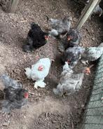 Cochin haantje, Dieren en Toebehoren