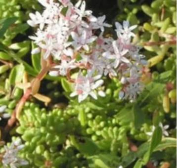 Album 24 Sedum, orpin blanc p9, Enlèvement, Plante fixe, Mi-ombre, Été