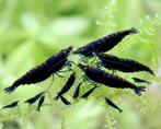 Black sakura, Dieren en Toebehoren, Vissen | Aquariumvissen, Kreeft, Krab of Garnaal, Zoetwatervis, Schoolvis