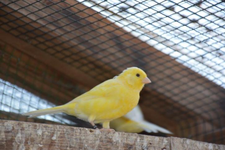 gele kanaries 2025 met vaste jaarring, Dieren en Toebehoren, Vogels | Kanaries, Zangkanarie, Mannelijk