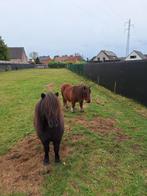 Shetlanders ruintjes, Dieren en Toebehoren, Pony's, Ruin, 7 tot 10 jaar, Onbeleerd, Recreatiepony